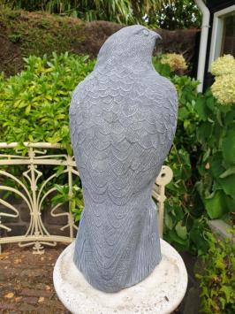 Beautiful eagle, very detailed