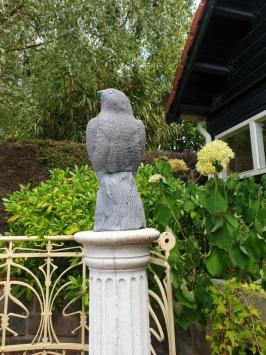 Beautiful eagle, very detailed