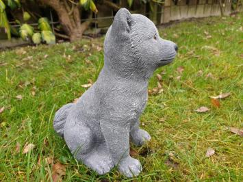 Image of a dog, arctic dog