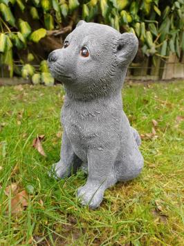 Image of a dog, arctic dog
