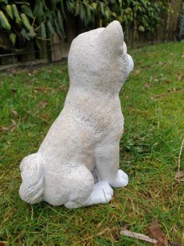 Beautiful image of a polar dog