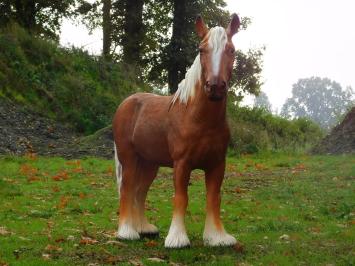 Statue Horse Blond - 110 cm - Polystone