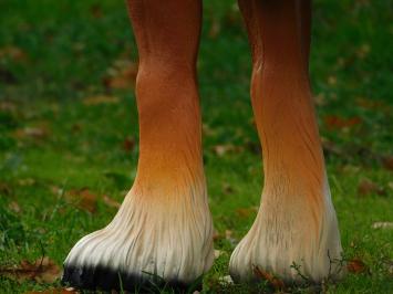 Statue Horse Blond - 110 cm - Polystone