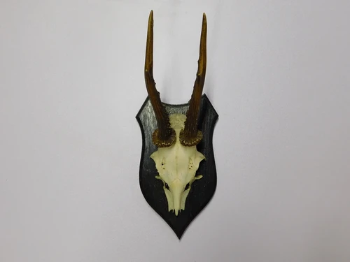 Vintage Deer, Roe Deer, and Buck Antlers and Skulls on Wooden Shield Plaque – 1970s