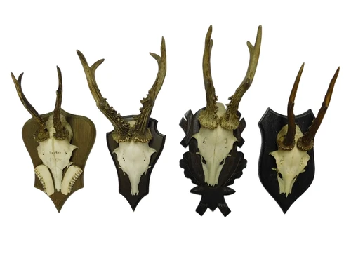 Vintage Deer, Roe Deer, and Buck Antlers and Skulls on Wooden Shield Plaque – 1970s