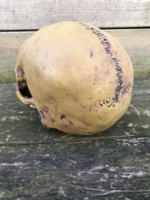 Decoratieve Schedel - Skull - Polystone