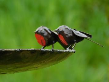 Vogelbad - Zwart met Rode Vogeltjes 2 om 1 - Tuinsteker - Metaal