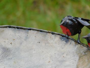 Vogelbad - Zwart met Rode Vogeltjes 2 om 1 - Tuinsteker - Metaal