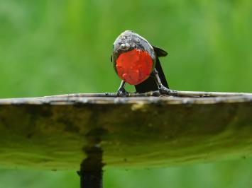 Unikat: Vogelfutterspender - Badewanne - 3 Vögel Rot Schwarz - Handgefertigt